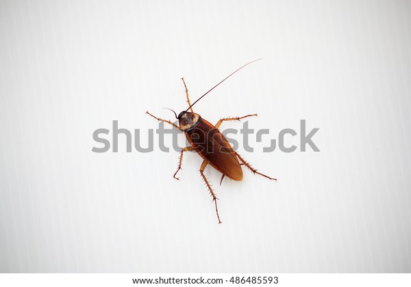 Cockroach My Bedroom Stock Photo Edit Now 486485593