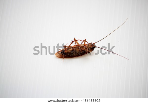 Cockroach My Bedroom Stock Photo Edit Now 486485602