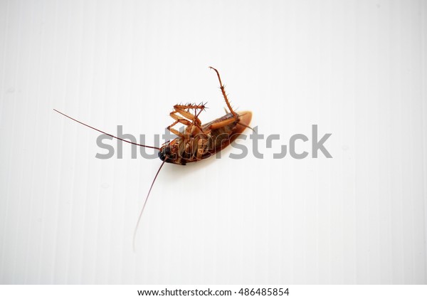 Cockroach My Bedroom Stock Photo Edit Now 486485854
