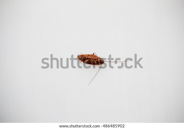 Cockroach My Bedroom Stock Photo Edit Now 486485902