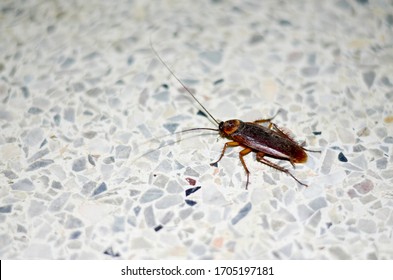  Cockroach on the floor. Cockroaches as carriers of disease.