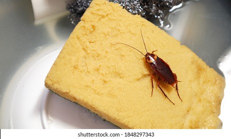 Cockroach On The Sponge. Dirty Animals Feed On Food Scraps In The Sink. It Can Be A Carrier Of Disease Because It Carries Bacteria That Can Cause Disease In The Digestive Tract. Selective Focus