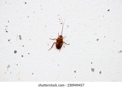 Cockroach on wall