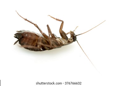 cockroach on a white background