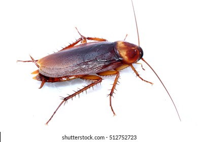 cockroach on white background