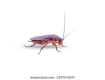 cockroach on a white background,isolated