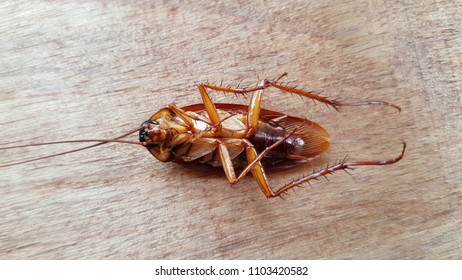 Cockroach select background