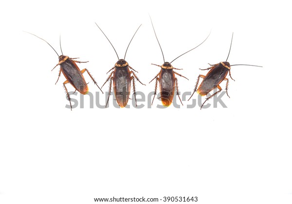 Cockroach Thailand Isolated On White Stock Photo (edit Now) 390531643