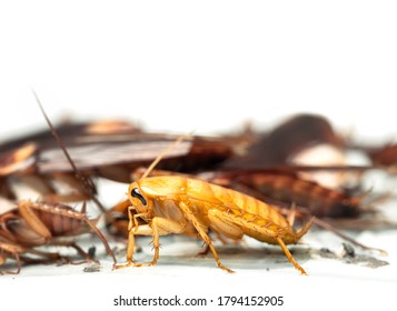 Cockroach Trapped In A Glue Trap