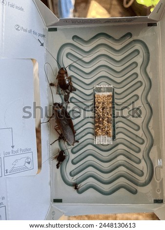 cockroach trapped in a cockroach trap