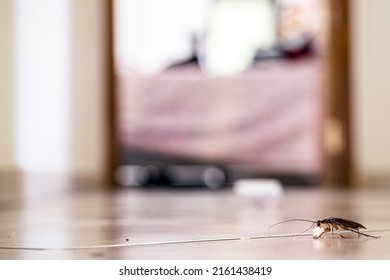 Cockroach Walking On The Floor Dirty With Bread Crumbs, Spot Focus