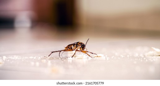 Cockroach Walking On The Floor Dirty With Bread Crumbs, Spot Focus