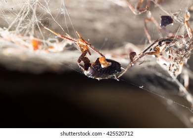 cockroach in the web. macro