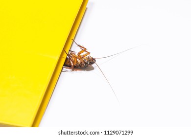 The Cockroach With White Background