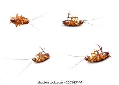 Cockroaches Stock Photo 166343444 | Shutterstock