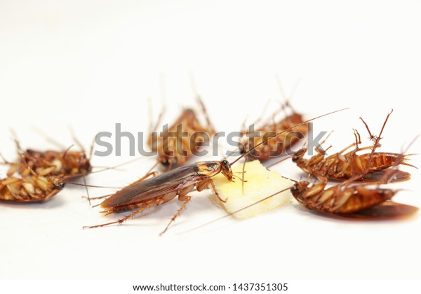 Cockroaches Animals That Bring Germs People Stock Photo 1437351305 ...