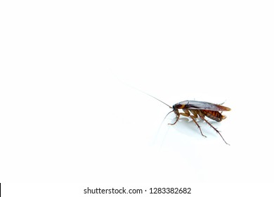 Cockroaches carry diseases to human. Isolated on the white background.Chemical treatment and protection against termite, cockroach, flea, agricultural pests.Pest control concept.