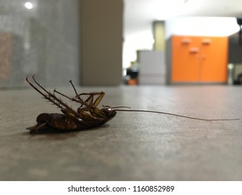 Cockroaches Dead On The Floor Concrete In Office.