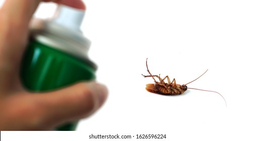 Cockroaches Die With Insecticides,pest Control Spraying Insecticide On Cockroach.