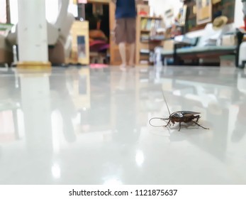 Cockroaches In The House