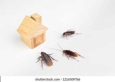 Cockroaches and house models on a white background.The concept of home invasive pest control and cockroach protection. Cockroaches carry the disease to humans.