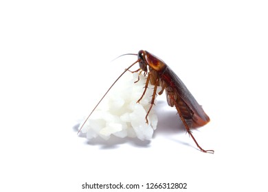 Cockroaches Isolated On White Background