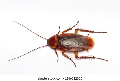 Cockroaches Isolated On White Background