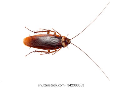 Cockroaches Isolated On White Background With Clipping Path