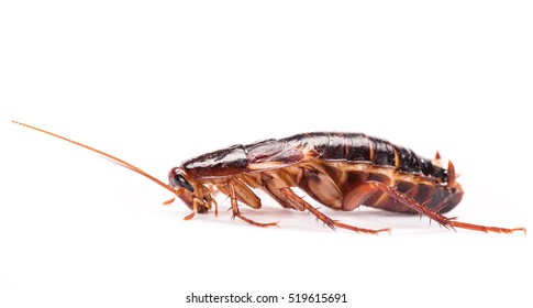 Cockroaches Isolated On White Background, Macro Photo.