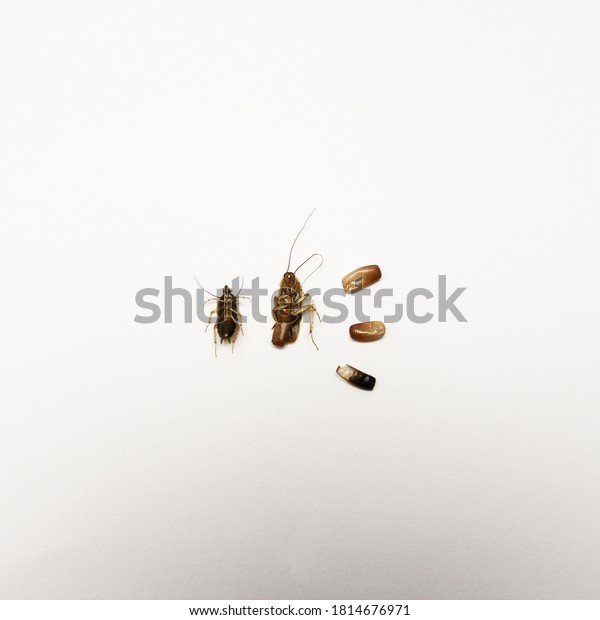 Cockroaches Life Cycle Egg Nymph Adult Stock Photo (edit Now) 1814676971