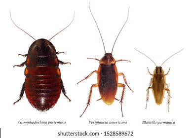 Cockroaches. Madagascar Hissing Cockroach (Gromphadorhina Portentosa), American Cockroach (Periplaneta Americana) And German Cockroach (Blattella Germanica). Isolated On A White Background 