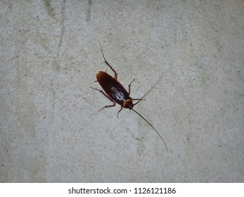 Cockroaches On Bedroom Wall Stock Photo (Edit Now) 1126121186 ...