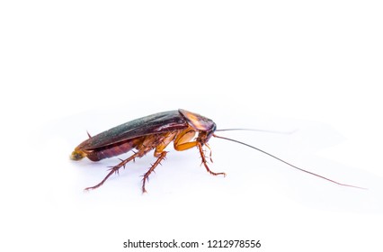 Cockroaches are on a completely separate white background.