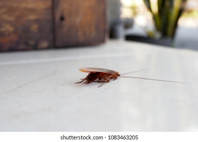 Cockroaches On The Floor