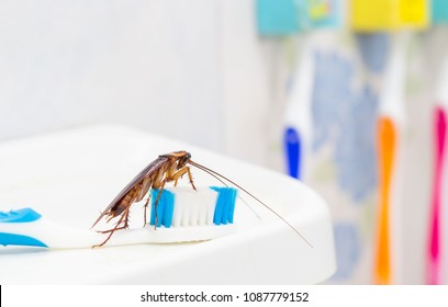 Cockroaches are on the toothbrush in the bathroom, and cockroaches also carry the germs to humans in the home should be equipped with a cockroach protection system.