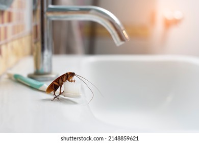 Cockroaches on the toothbrush on the bathroom sink. - Shutterstock ID 2148859621