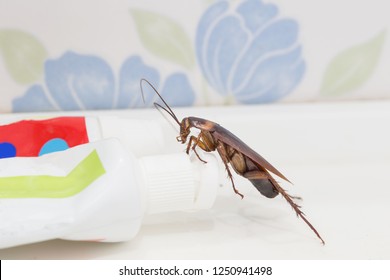 Cockroaches are on the toothpaste in the bathroom, and cockroaches also carry the germs to humans in the home should be equipped with a cockroach protection system.