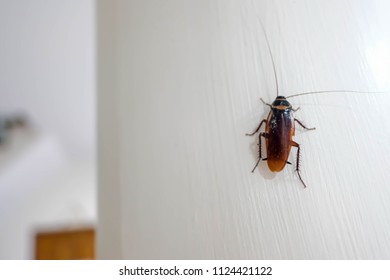 Cockroaches Are On The Wall Of The House.