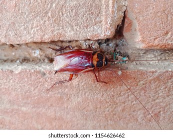 Cockroaches on the wall. Spot focus.