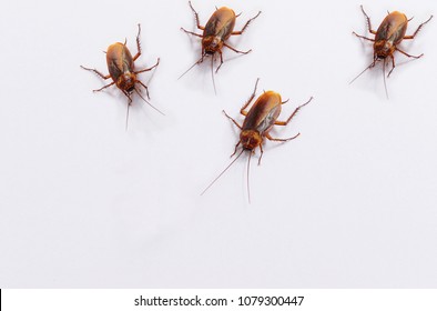 cockroaches are on white background.