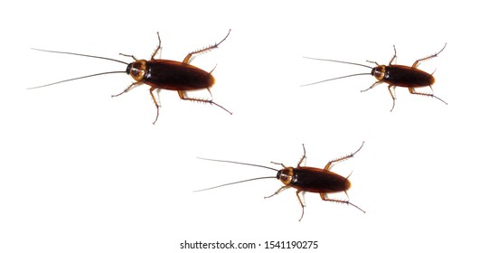 Roaches の画像 写真素材 ベクター画像 Shutterstock