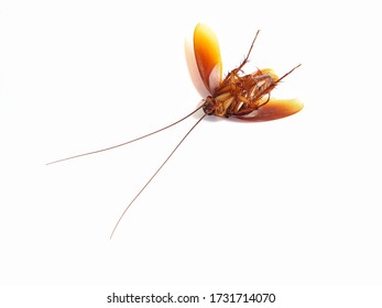 Cockroaches are on a white background, the body is fatter and has a bright reddish-brown color, wearing many legs.