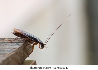 
Cockroaches on wood, background blurred