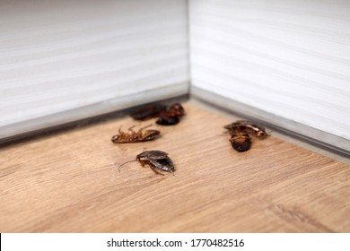 Cockroaches On Wooden Floor In Corner, Closeup. Pest Control