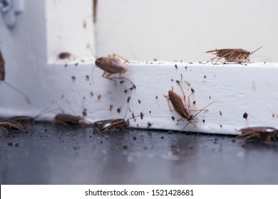 A lot of cockroaches are sitting on a white wooden shelf.The German cockroach (Blattella germanica). Common household cockroaches - Shutterstock ID 1521428681