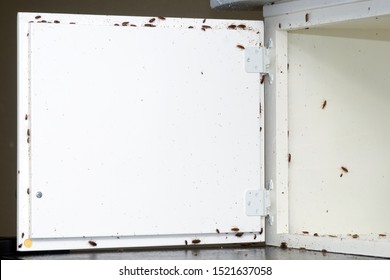 A Lot Of Cockroaches Are Sitting On A White Wooden Shelf.The German Cockroach (Blattella Germanica). Cockroach Infestation