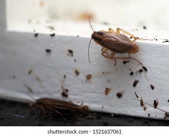 A Lot Of Cockroaches Are Sitting On A White Wooden Shelf.The German Cockroach (Blattella Germanica). Cockroach Infestation