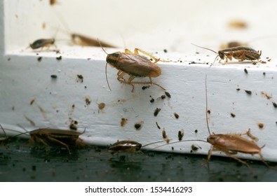 A Lot Of Cockroaches Are Sitting On A White Wooden Shelf.The German Cockroach (Blattella Germanica). Cockroach Infestation