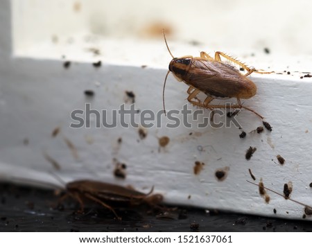 A lot of cockroaches are sitting on a white wooden shelf.The German cockroach (Blattella germanica). Cockroach Infestation