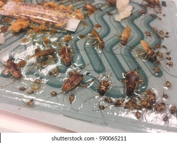 Cockroaches Stuck In Sticky Cockroaches Trap After Attracted To The Cockroach Bait